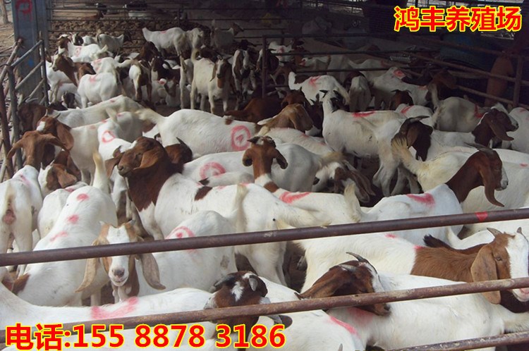 養(yǎng)殖波爾山羊應(yīng)注意的事項(xiàng)    散養(yǎng)肉羊節(jié)約成本    肉羊養(yǎng)殖技術(shù)