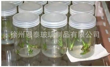 現(xiàn)貨批發(fā)玻璃瓶350ml組培瓶 240ml蟲(chóng)草瓶菌瓶植物育苗培養(yǎng)瓶