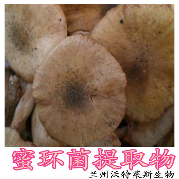 蜜環(huán)菌提取物 多糖30%-50%  蘭州沃特萊斯廠家現(xiàn)貨包郵