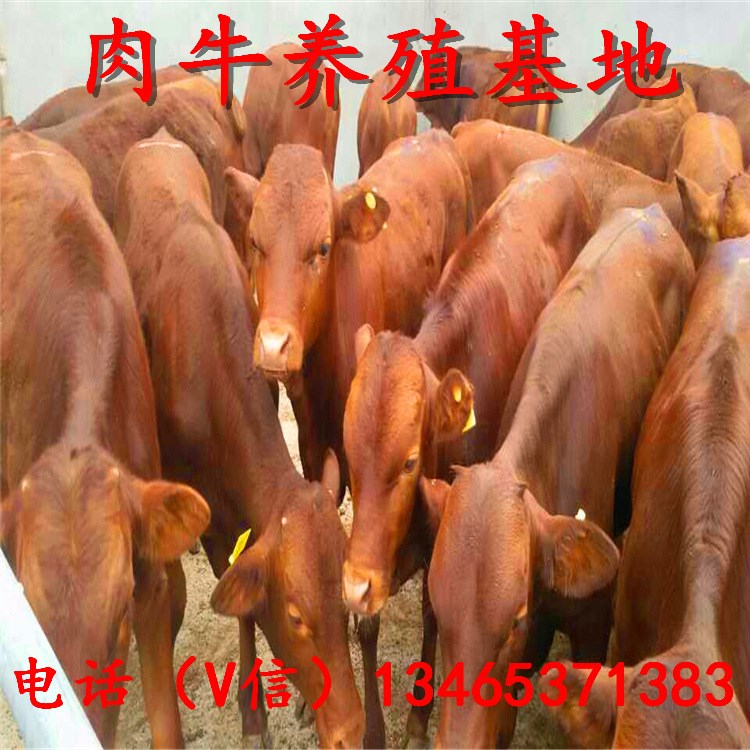 黃牛犢 種西門塔爾牛養(yǎng)殖 農(nóng)戶散養(yǎng) 生態(tài)養(yǎng)殖綠色環(huán)保肉牛苗養(yǎng)