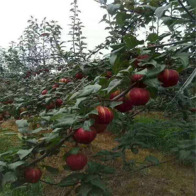 新品種紅香酥梨樹(shù)苗 早酥紅梨樹(shù) 秋月梨樹(shù)苗 晚秋 黃金梨苗