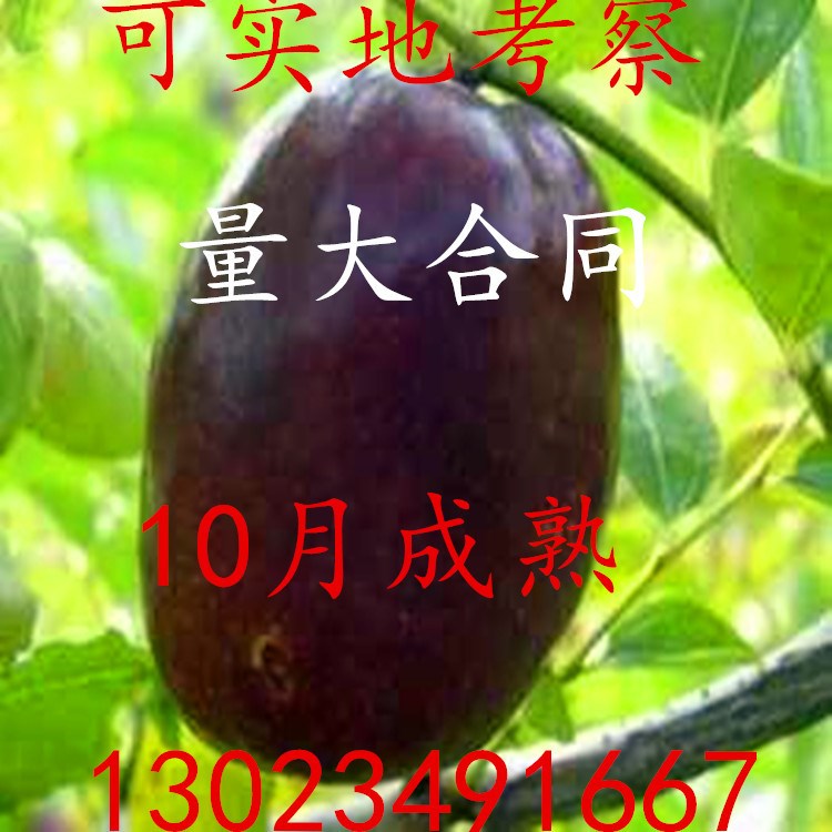 棗樹新品種 黑仙棗樹苗 黑棗苗 黑棗樹苗特 大果南北方適宜