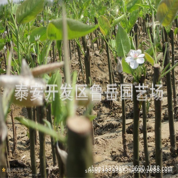 各規(guī)格梨樹成苗報(bào)價(jià) 紅香酥梨 紅巴梨樹苗量大質(zhì)優(yōu)