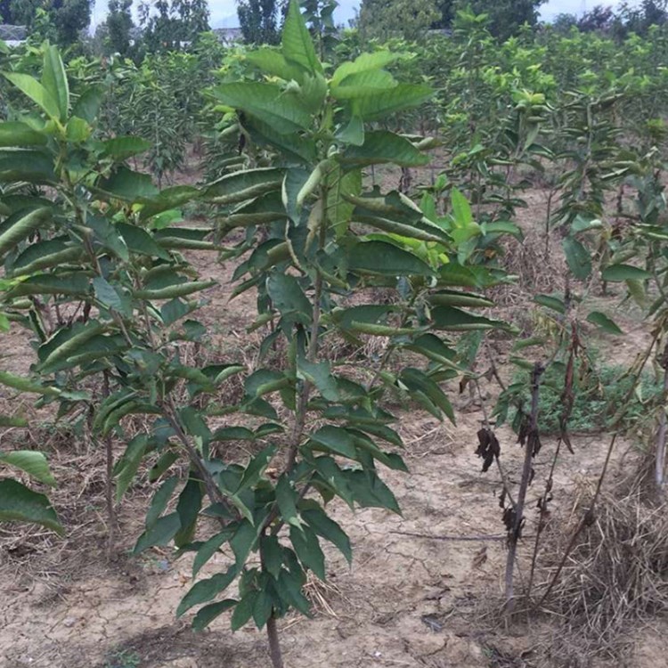 基地批发矮化樱桃树大棚樱桃苗高成活率挂果多现挖现卖保湿邮寄