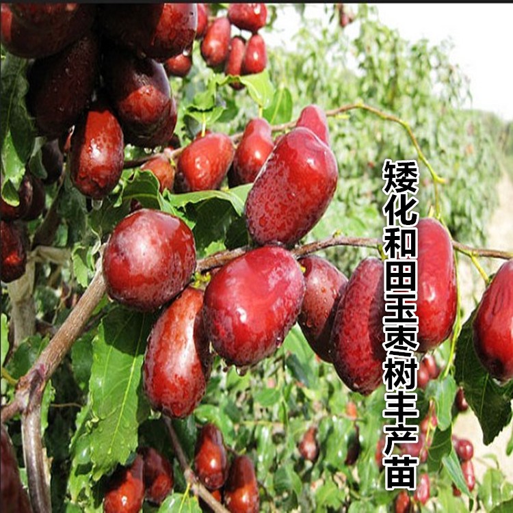 矮化棗樹嫁接苗 新疆和田玉大紅棗樹苗 南北方盆栽地栽 果園現挖