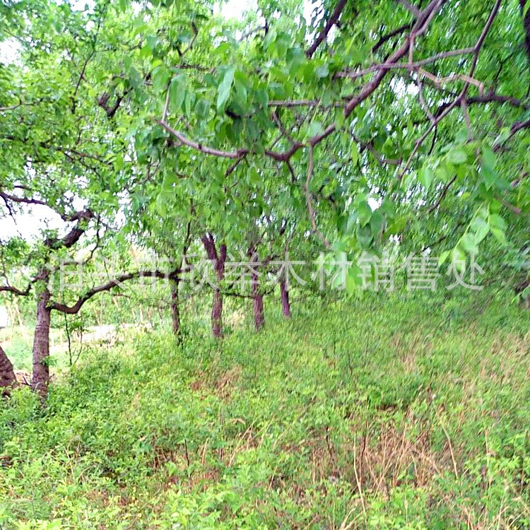 大量批發 棗樹苗 金絲小棗樹苗 嫁接棗樹苗棗樹大苗 脆蜜青棗苗