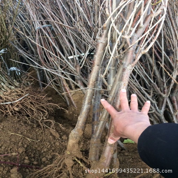 樱桃苗基地 批发大樱桃树 盆栽樱桃美早 矮化吉塞拉樱桃苗批发