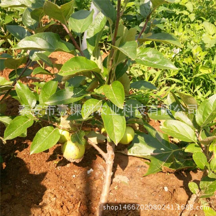 銷售 矮化蘋果miao  嫁接煙富8號蘋果 歡迎選購品種  蘋果樹