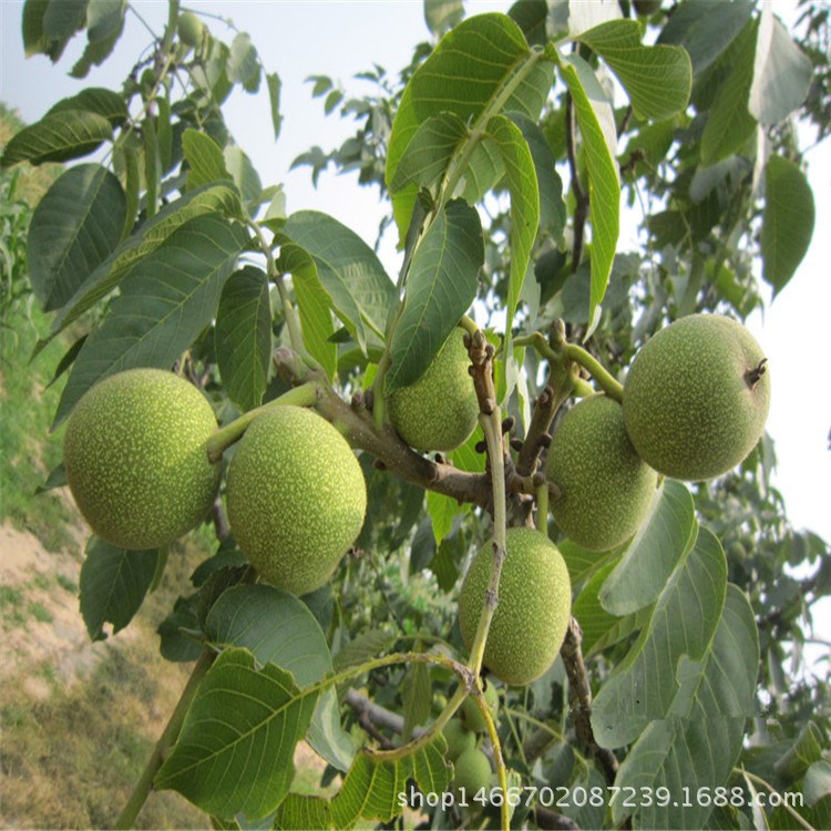 核桃樹批發(fā) 嫁接核桃樹 移植后當(dāng)年結(jié)果核桃樹 核桃樹價格