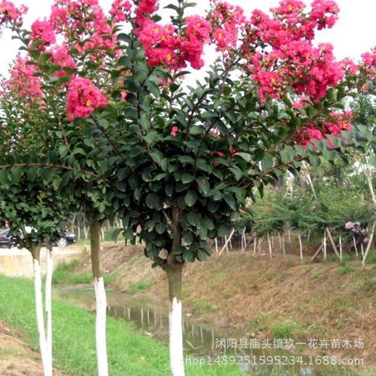 基地批發(fā)紫薇種子又名百日紅種子發(fā)芽率高  森林花卉種子量大優(yōu)惠