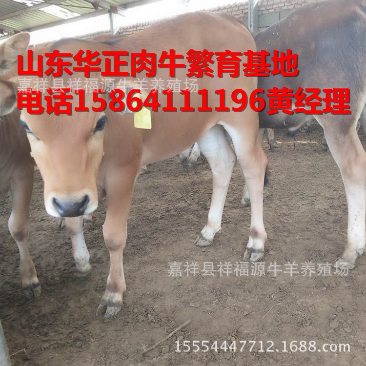 山东华正牧业常年出售鲁西黄牛 西门塔尔牛 肉牛犊 利木赞牛牛犊