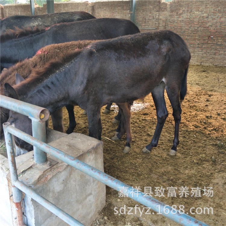 肉驴养殖场@德州驴驴驹圈养养殖技术