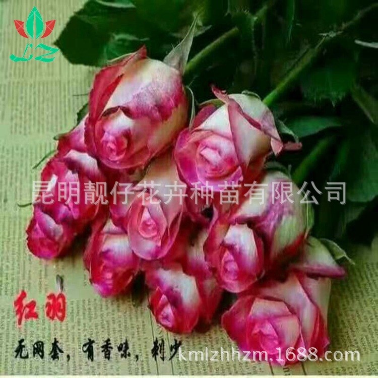 自產自銷 紅羽花苗 種植小苗 現貨批發 歡迎訂購