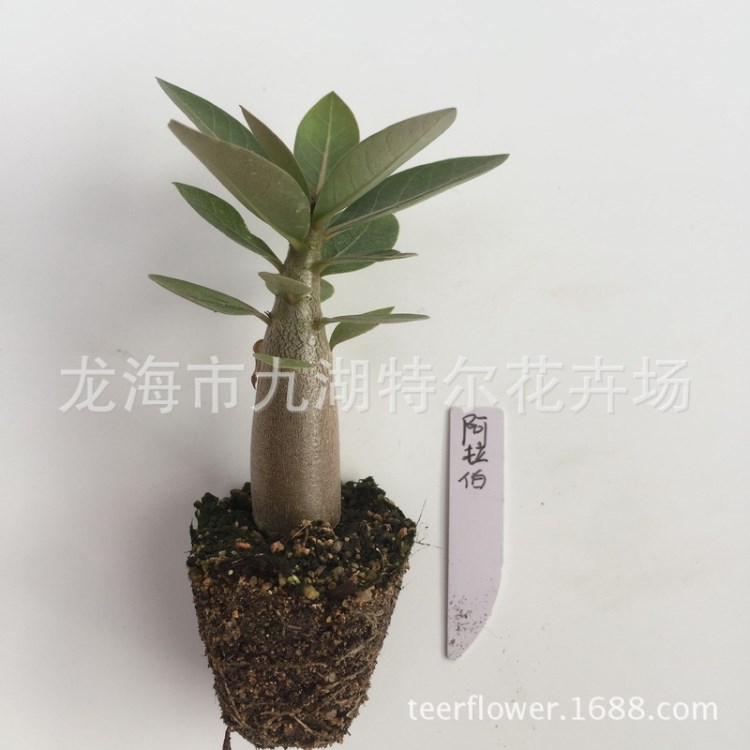 桌面迷你綠植花卉 索馬里沙漠玫瑰 寬葉實(shí)生籽播四季開(kāi)花一年小苗