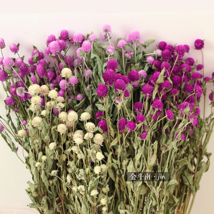 千日紅干花束永生花云南干花插花diy花環(huán)花材配花配草基地直銷
