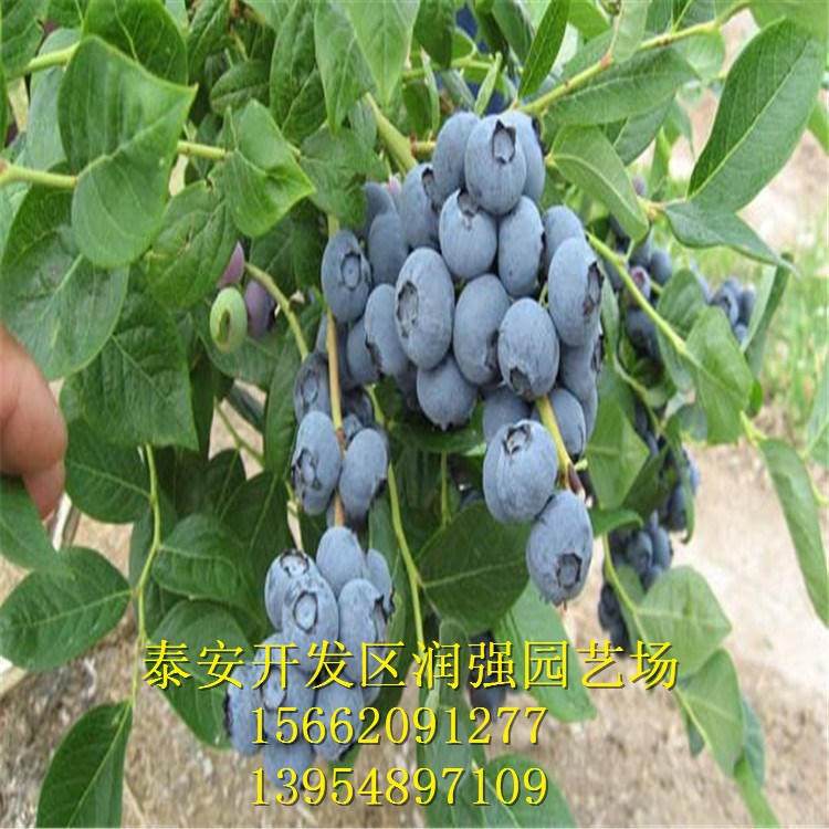 藍豐藍莓苗 批發(fā)價出售易成活藍豐藍莓苗 抗寒力強藍莓苗