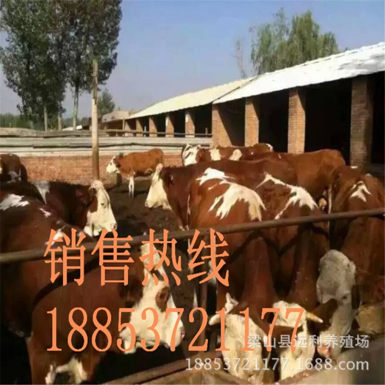 西門塔爾牛牛犢   西門塔爾肉牛價格   飼養(yǎng)羊技術(shù)輕松年入百萬