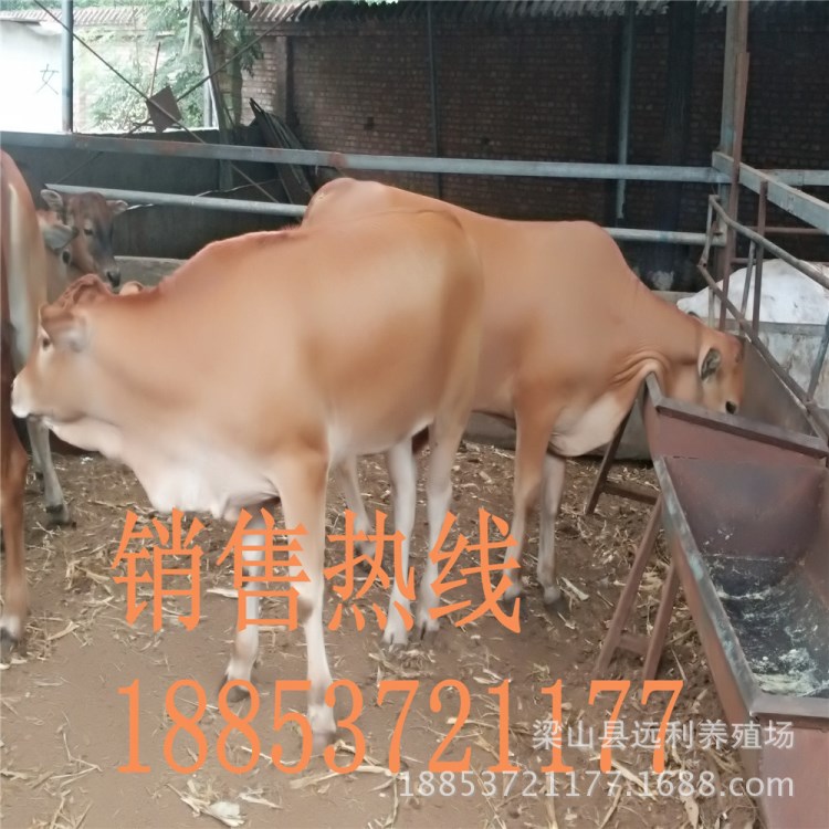 求购牛羊信息      鲁西黄牛养殖利润     肉牛肉羊种牛批发