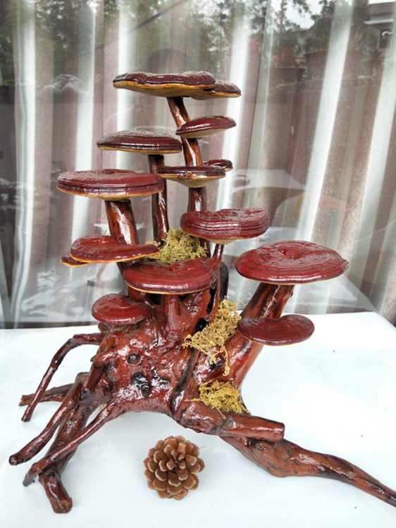 手工嫁接靈芝盆景創(chuàng)意盆栽觀賞桌面客廳辦公室禮品擺設(shè)綠植干花