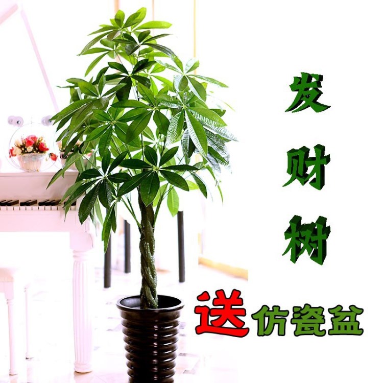 仿真花草樹木 1.6米過膠手感大發(fā)財(cái)樹 落地?cái)[放盆景 送盆廠價(jià)直銷