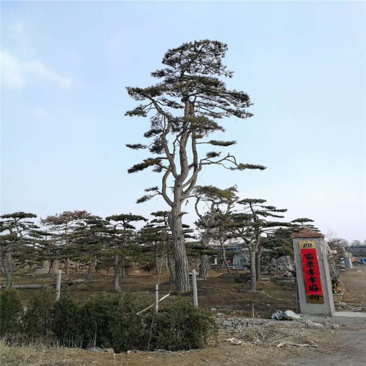 出售熱賣型黑松 多年生造型黑松盆景 四季常青黑松樹