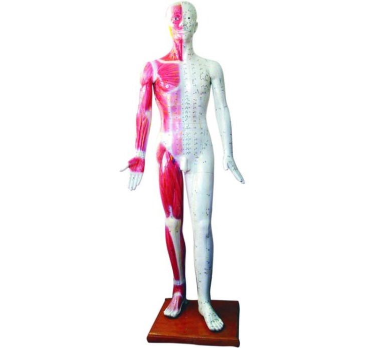人體針灸模型178cm,訓(xùn)練保健培訓(xùn)護(hù)理，可以印牌子