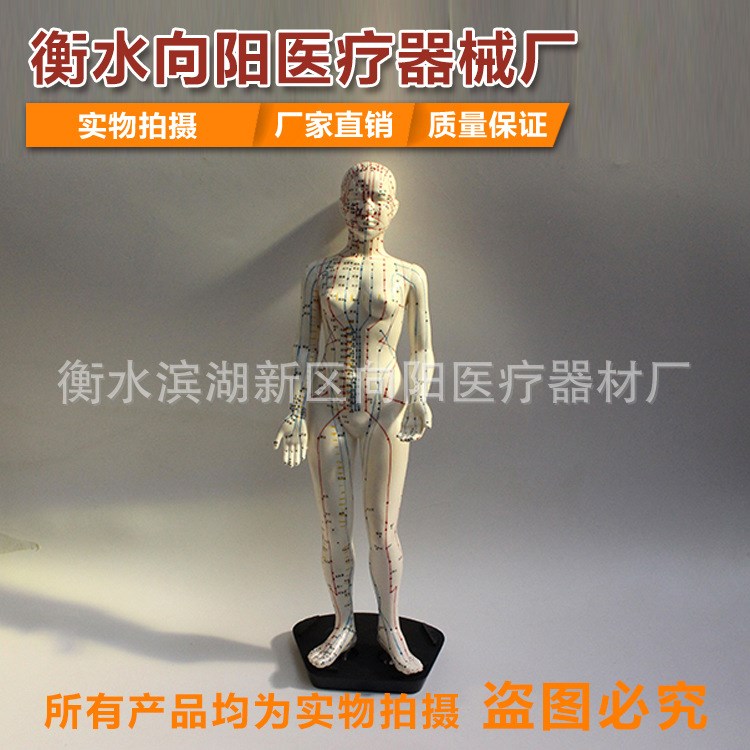 針灸人模人體經絡通穴位模型 女48cm 人體穴位模具男女模型