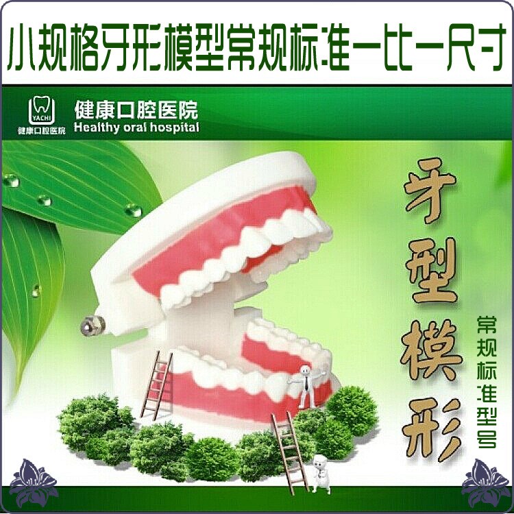 口腔健康護(hù)理牙齒模型小規(guī)格模型教學(xué)類牙形模型