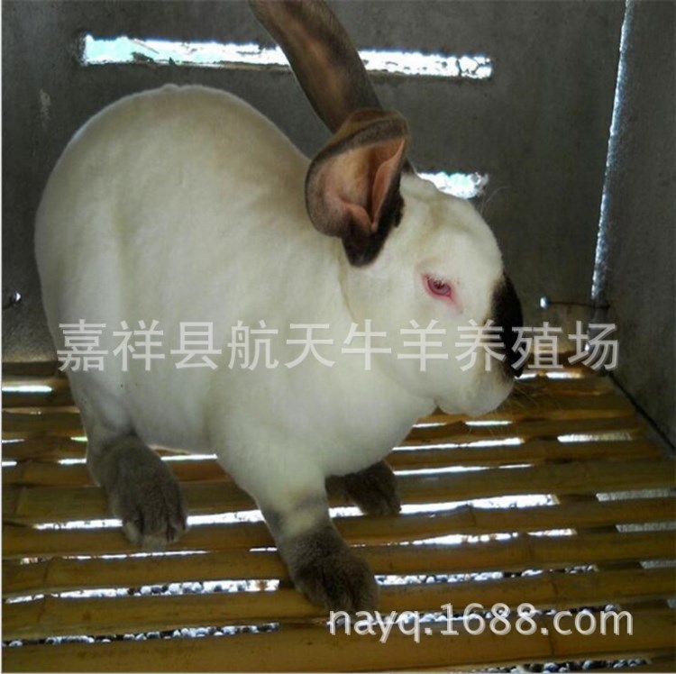 獺兔種兔養(yǎng)殖場,種獺兔價格 獺兔肉兔苗培育 提供技術(shù)包郵