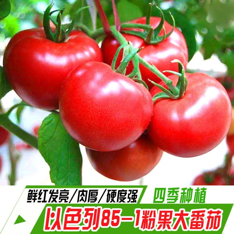 粉果番茄種子 以色列85-1 高硬度抗病毒 畝產(chǎn)30000斤以上