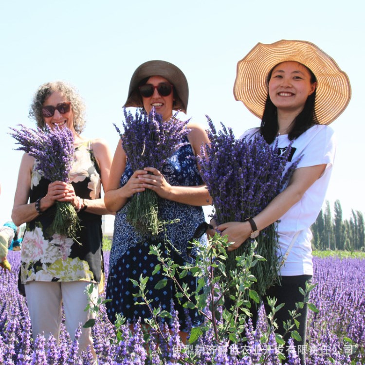 新疆天然英国兰薰衣草干花束 长穗杂花花束真花 新花产地直供