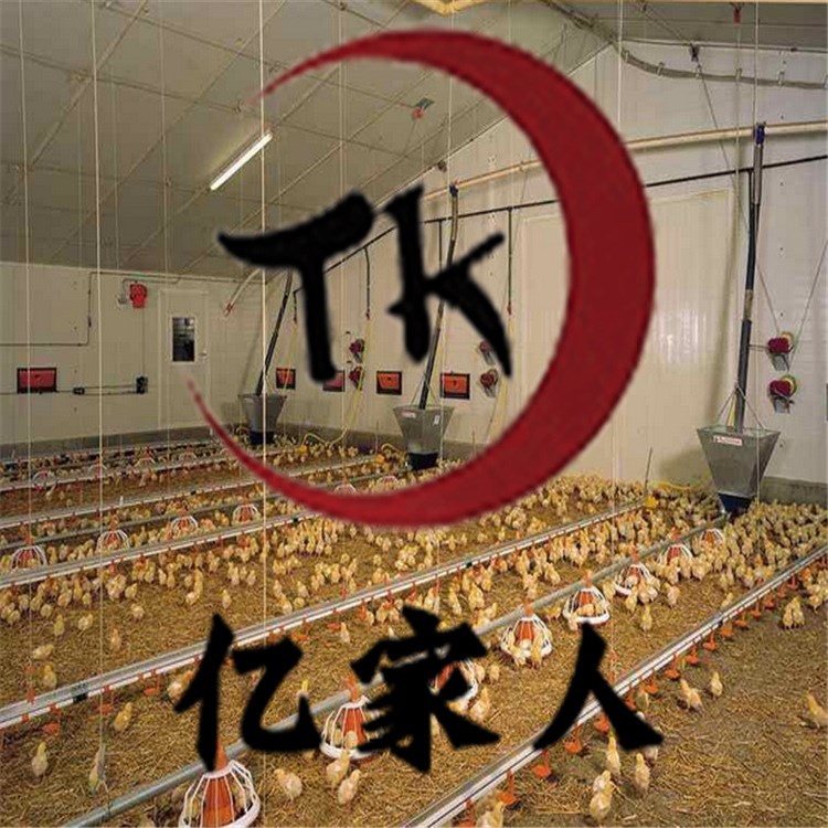 養(yǎng)雞料線自動喂料設備系統(tǒng) 青州地區(qū)機械經銷