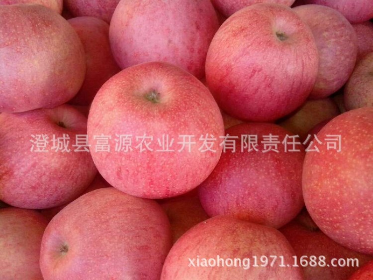 紙袋紅秦冠蘋果
