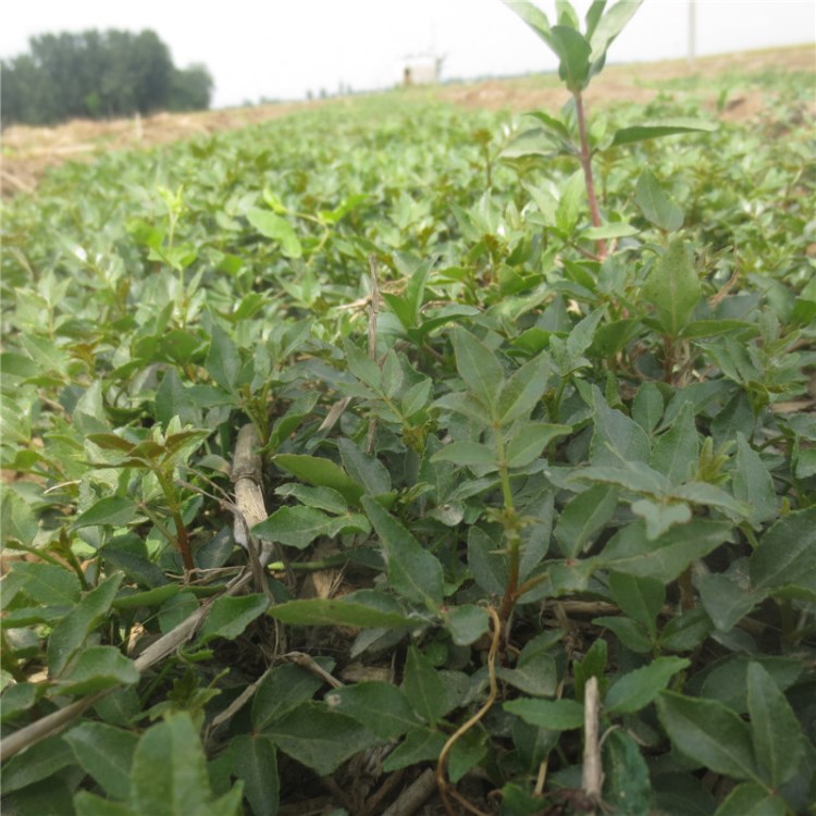 河南高40cm花椒芽苗基地 大红袍花椒苗木图片