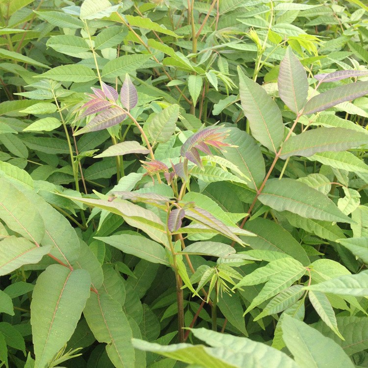 河北种植占地密植香椿苗  红油香椿品种  价格优惠  基地现货