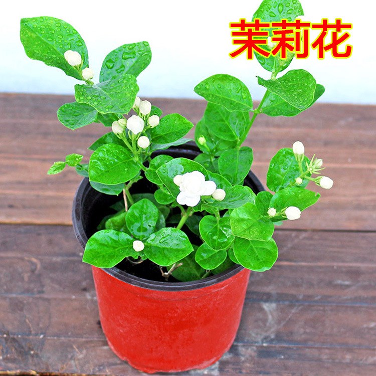 茉莉花苗 室内花卉盆栽绿植 重瓣四季开花庭院植物芳香 净化空气