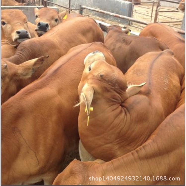 水牛 ；小黃牛銷售 西門塔爾肉牛批發(fā) 肉牛價格