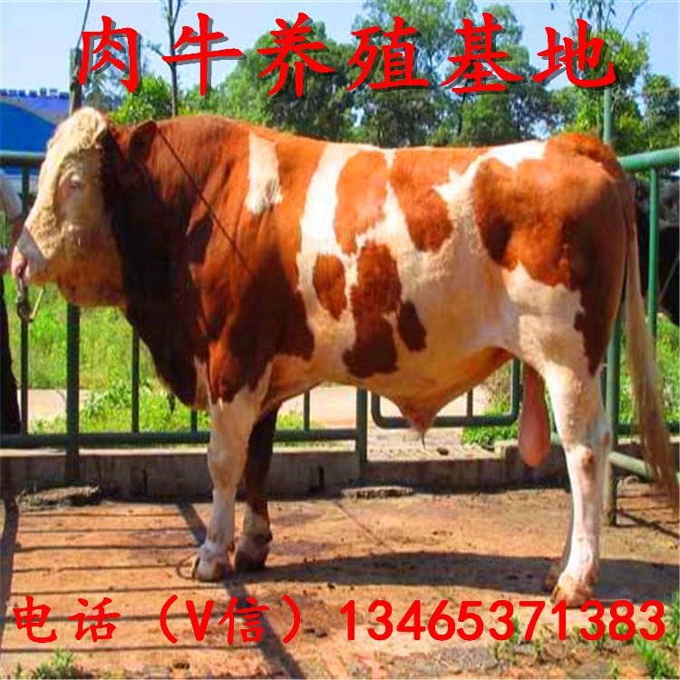 商洛市養牛場 場家直銷西門塔爾牛母牛犢 水牛養殖 山東養牛苗