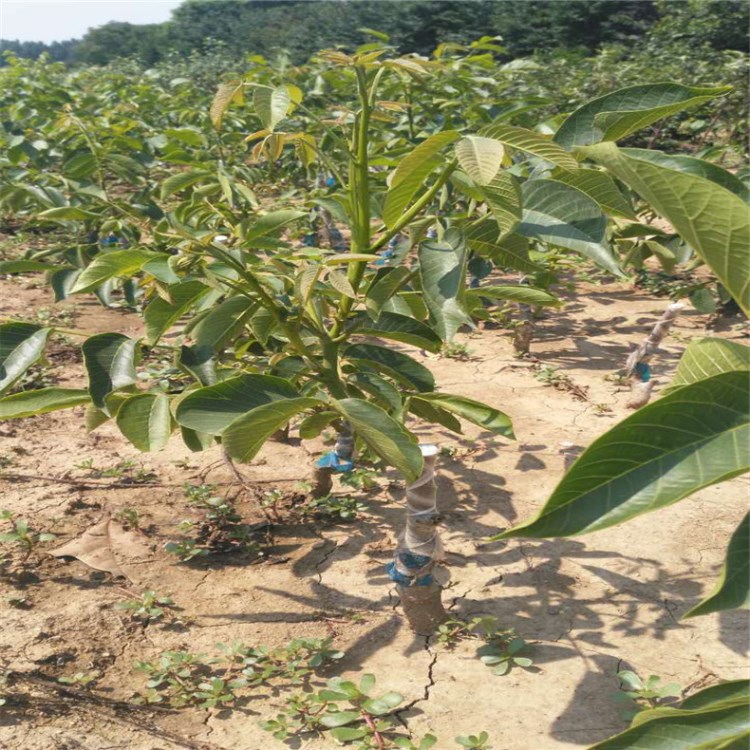 核桃苗基地供應(yīng)嫁接香玲核桃苗 元豐核桃樹苗易再培高豐產(chǎn)