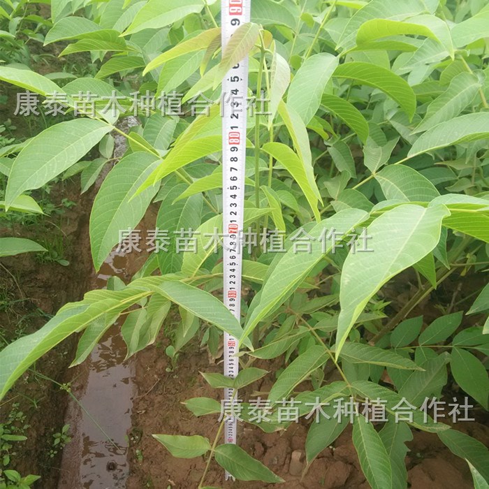 株高60厘米以上/云南本地大泡核桃嫁接樹苗漾濞薄殼核桃苗