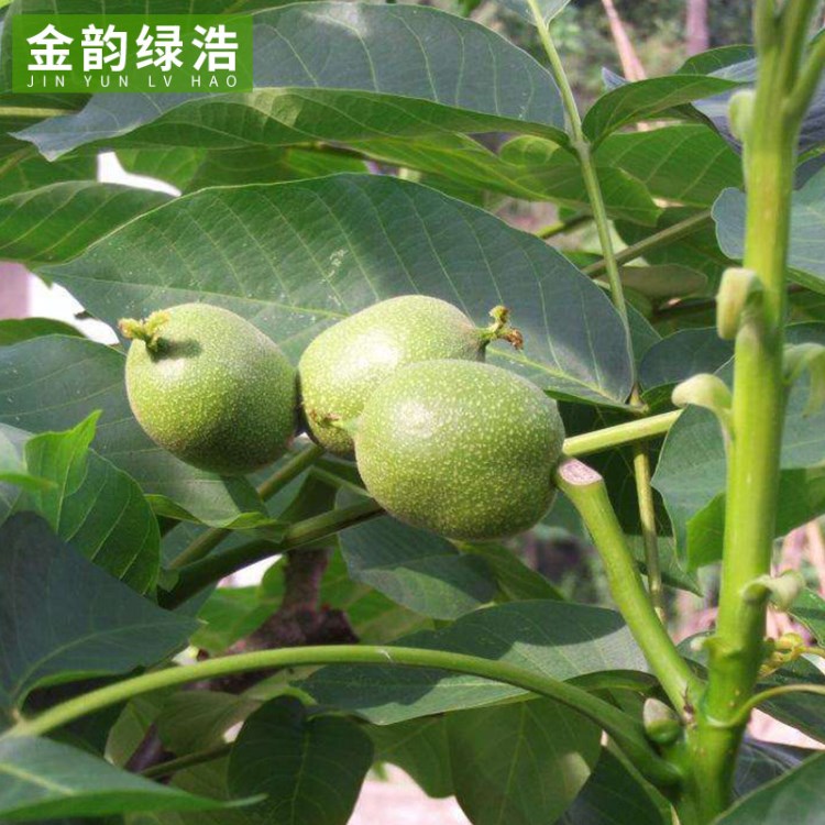 基地直銷香玲核桃樹(shù)果樹(shù)苗 嫁接核桃樹(shù)苗