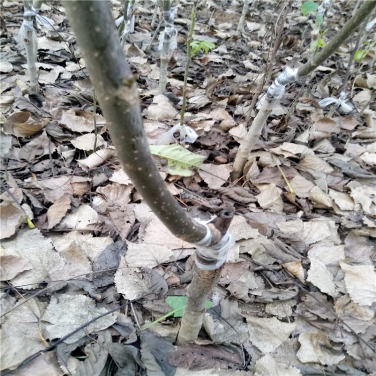 批發(fā)香玲核桃苗 基地嫁接果樹(shù)苗 薄皮核桃苗   8518核桃苗