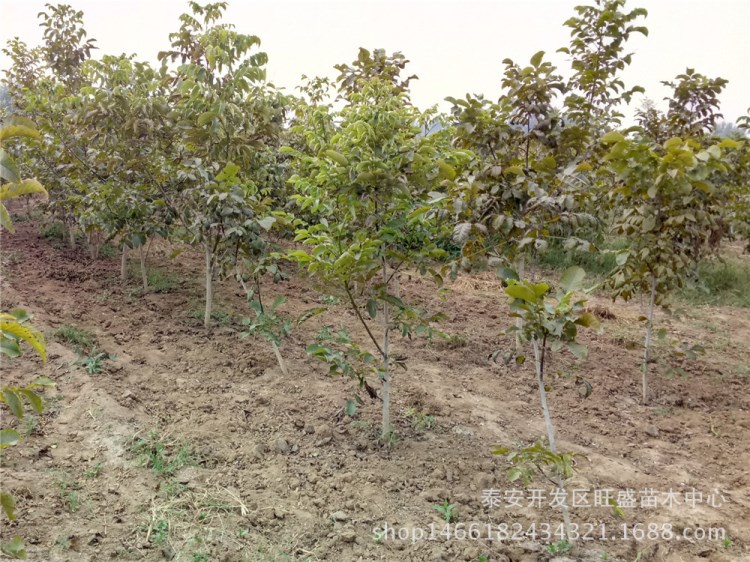 四川早實(shí)矮化核桃苗 香伶核桃苗 早熟薄殼核桃苗精致