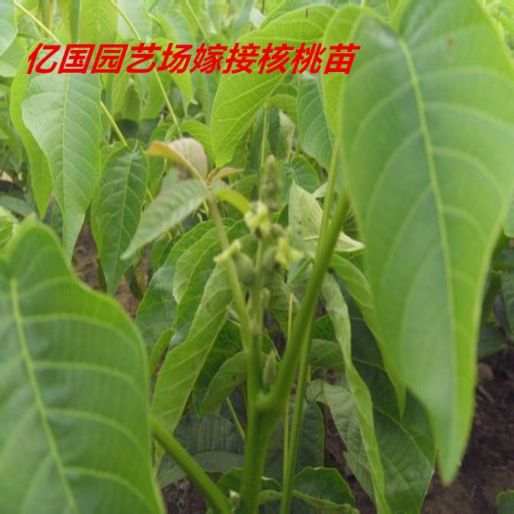 火爆湖南香玲核桃苗 新品種核桃苗 嫁接核桃苗個(gè)大 殼薄肉厚