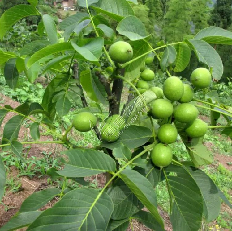 矮化8518核桃苗薄皮核桃樹苗南北方種植紙皮早豐薄皮核桃當(dāng)年結(jié)果