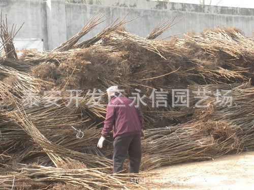 8518核桃原種苗 清香核桃樹(shù)苗批發(fā) 河南核桃樹(shù)苗