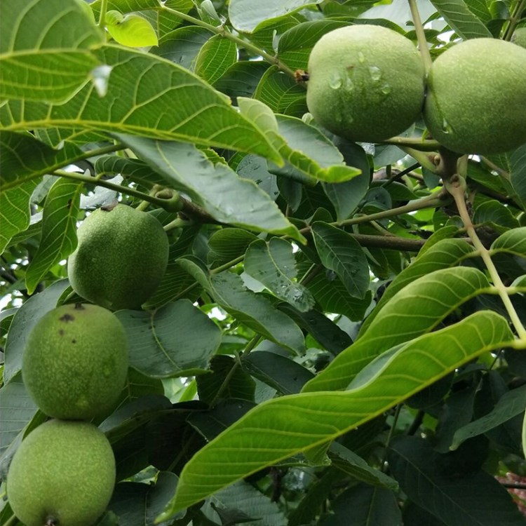 基地供应早丰核桃苗香玲核桃苗供应核桃树苗自产自销现挖现卖