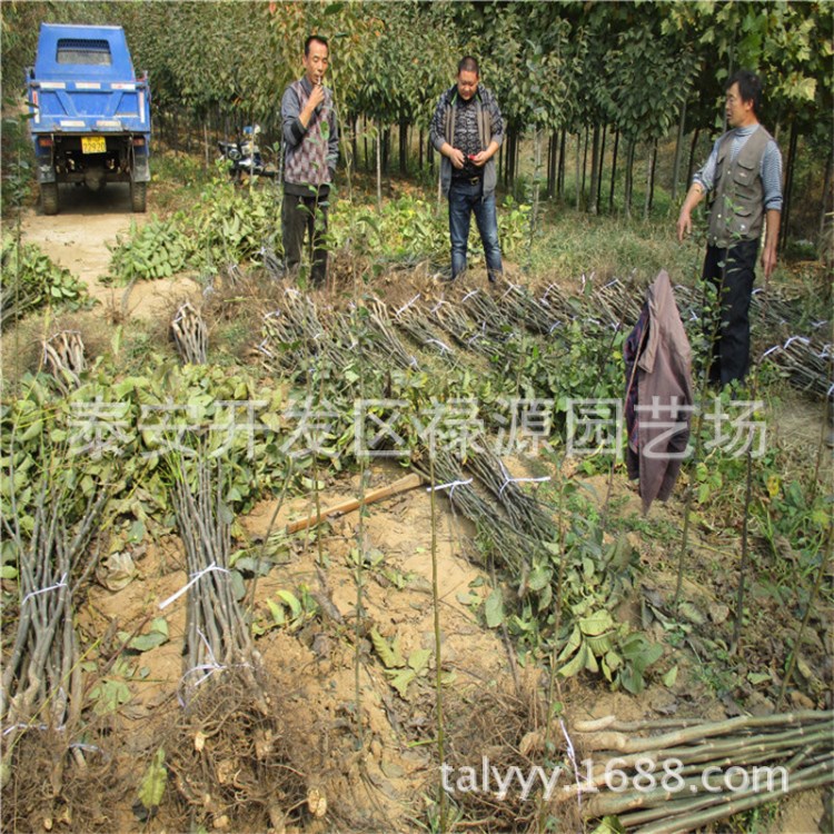 嫁接核桃苗 8518核桃苗 香玲核桃苗 山東核桃苗基地 薄皮核桃樹苗