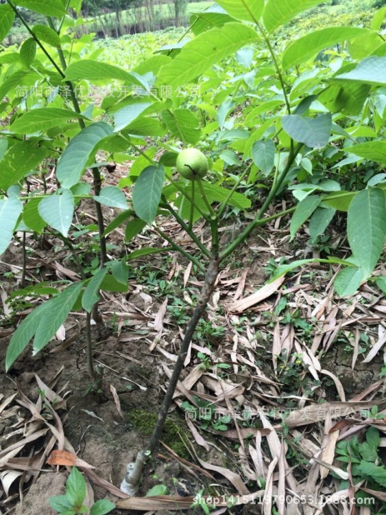 嫁接核桃苗基地 香玲核桃苗 遼核核桃苗 大優(yōu)核桃苗 良種川早2號(hào)