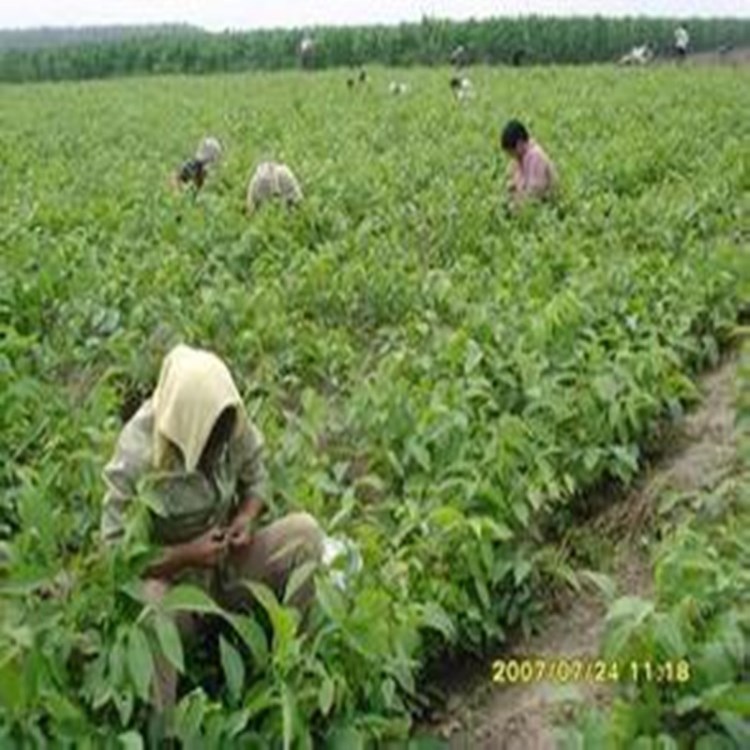 河南香玲核桃苗批发 河南嫁接核桃苗基地 湖北薄皮核桃苗新品种